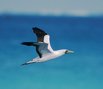 Masked Booby (Sula dactylatra) photo image