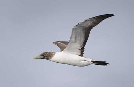 Masked Booby (Sula dactylatra) photo image