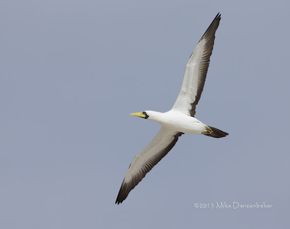 Masked Booby (Sula dactylatra) photo image