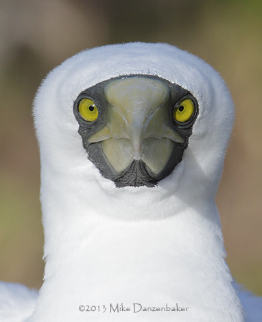 Masked Booby (Sula dactylatra) photo image