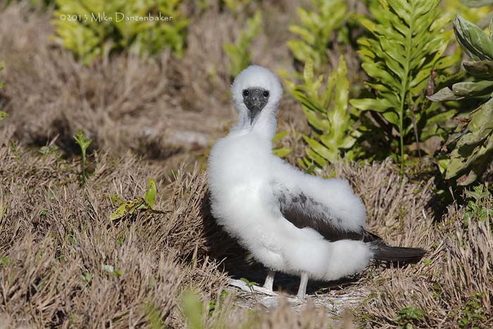 Masked Booby (Sula dactylatra) photo image