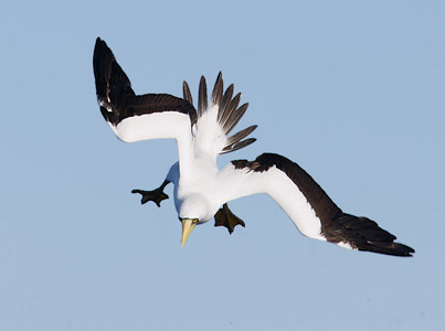 Masked Booby (Sula dactylatra) photo image