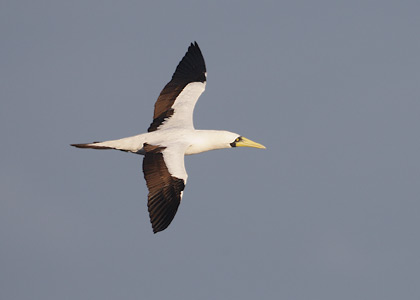Masked Booby (Sula dactylatra) photo image