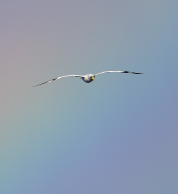 Masked Booby (Sula dactylatra) photo image