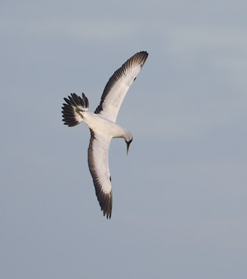 Masked Booby (Sula dactylatra) photo