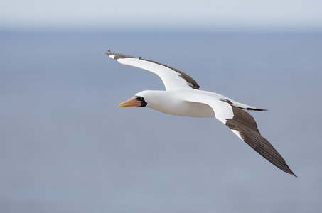 Nazca Booby (Sula granti) photo image
