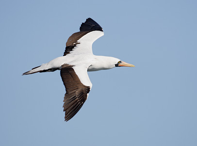 Nazca Booby (Sula granti) photo image