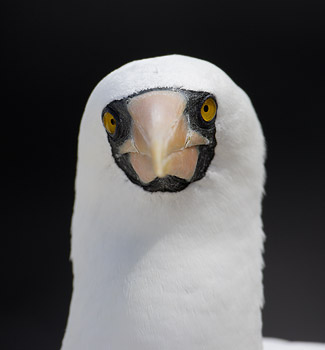 Nazca Booby (Sula granti) photo