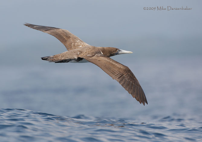 Nazca Booby (Sula granti) photo
