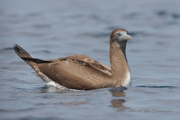 Nazca Booby (Sula granti) photo