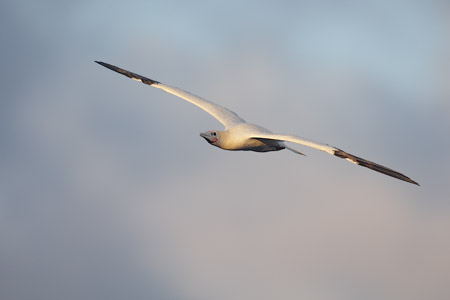 Red-footed Booby (Sula sula) photo image