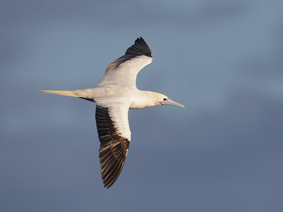Red-footed Booby (Sula sula) photo image
