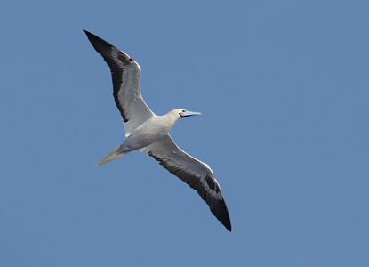 Red-footed Booby (Sula sula) photo image
