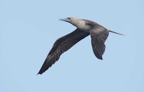 Red-footed Booby (Sula sula) photo image