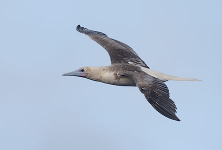 Red-footed Booby (Sula sula) photo image