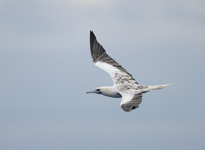Red-footed Booby (Sula sula) photo image
