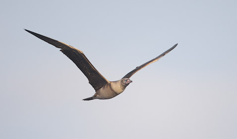 Red-footed Booby (Sula sula) photo image
