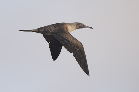 Red-footed Booby (Sula sula) photo image