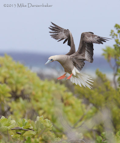 Red-footed Booby (Sula sula) photo image