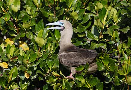 Red-footed Booby (Sula sula) photo image
