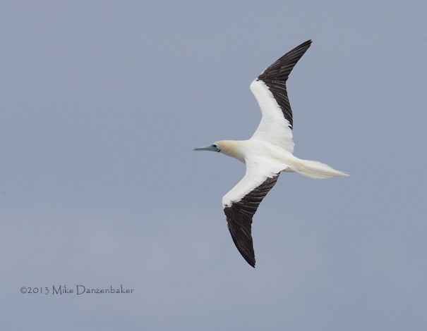 Red-footed Booby (Sula sula) photo image