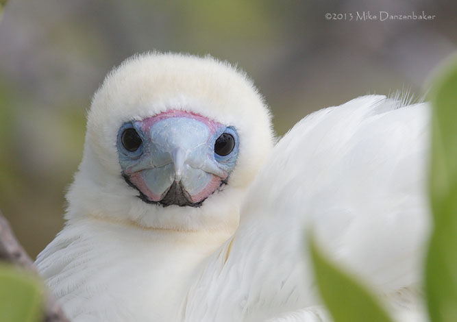 Red-footed Booby (Sula sula) photo image