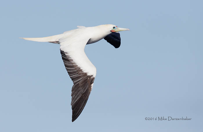 Red-footed Booby (Sula sula) photo image