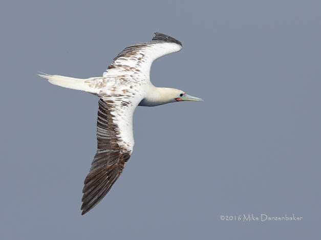 Red-footed Booby (Sula sula) photo image