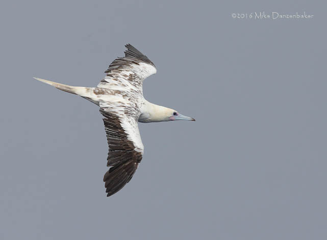 Red-footed Booby (Sula sula) photo image