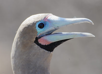 Red-footed Booby (Sula sula) photo image