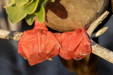 Red-footed Booby (Sula sula) photo image