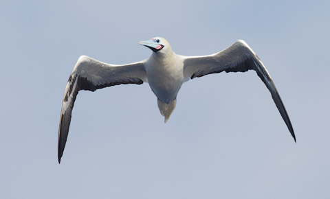 Red-footed Booby (Sula sula) photo image