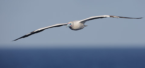 Red-footed Booby (Sula sula) photo image