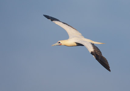 Red-footed Booby (Sula sula) photo image