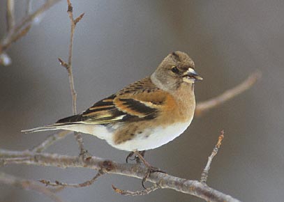 Brambling (Fringilla montifringilla) photo image
