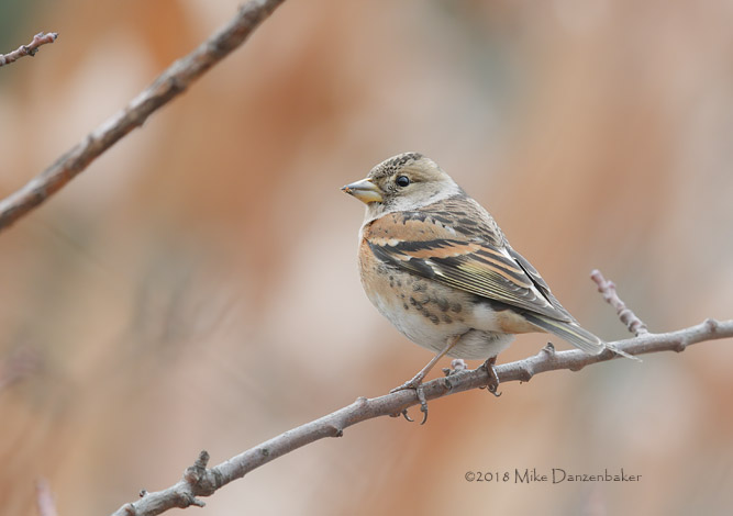 Brambling (Fringilla montifringilla) photo image