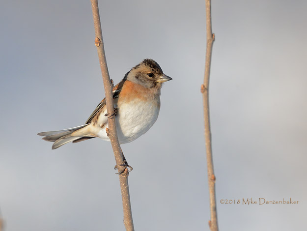 Brambling (Fringilla montifringilla) photo image