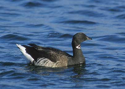 Brant Goose (Branta bernicla) photo image