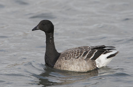 Brant Goose (Branta bernicla) photo image