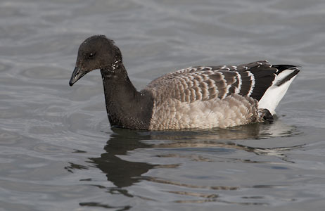 Brant Goose (Branta bernicla) photo image