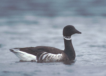 Brant Goose (Branta bernicla) photo image