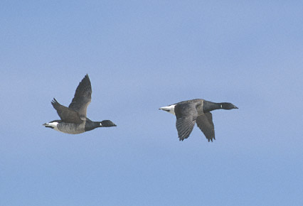 Brant Goose (Branta bernicla) photo image