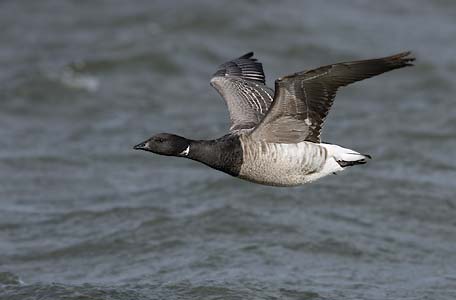 Brant Goose (Branta bernicla) photo image