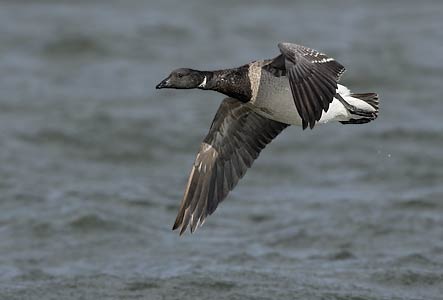 Brant Goose (Branta bernicla) photo image