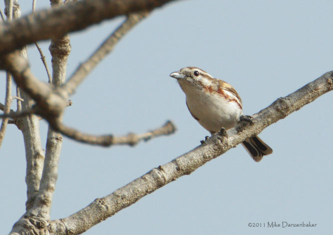 Brubru (Nilaus afer) photo