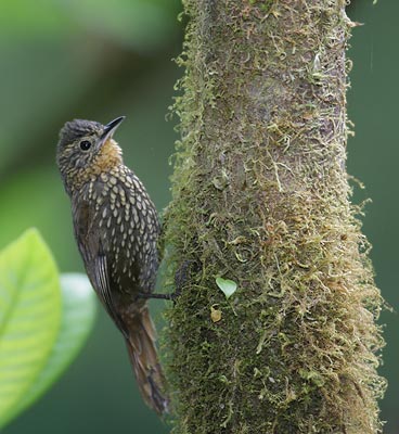 Spotted Barbtail (Premnoplex brunnescens) photo