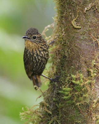 Spotted Barbtail (Premnoplex brunnescens) photo image