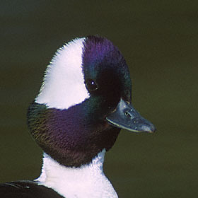 Bufflehead (Bucephala albeola) photo image