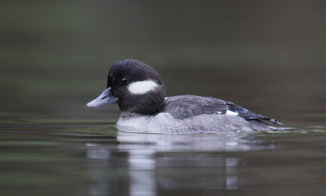 Bufflehead (Bucephala albeola) photo image