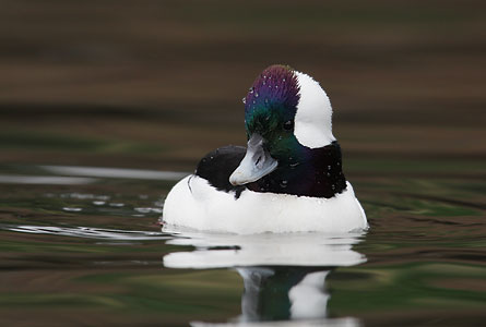 Bufflehead (Bucephala albeola) photo image